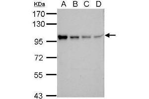 WB Image Sample (30 ug of whole cell lysate) A: 293T B: A431 C: HeLa D: HepG2 7. (POU2F1 Antikörper)