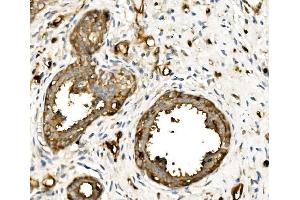 IHC analysis of MSN using anti-MSN antibody (ABIN7600378).