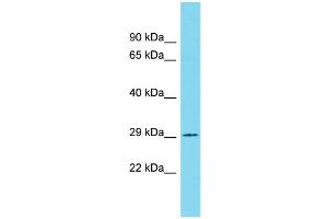 Western Blotting (WB) image for anti-Proteasome Subunit alpha 2 (PSMA2) (C-Term) antibody (ABIN2774147) (PSMA2 Antikörper  (C-Term))