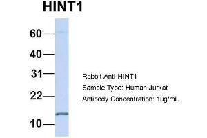 Host: Rabbit  Target Name: HINT1  Sample Tissue: Human Jurkat  Antibody Dilution: 1. (HINT1 Antikörper  (N-Term))
