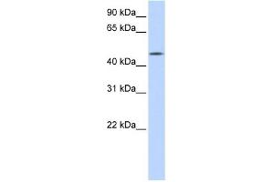 C20ORF160 antibody used at 1 ug/ml to detect target protein. (C20orf160 Antikörper  (N-Term))