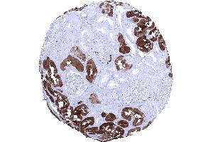 Kidney cortex In the kidney FABP1 immunostaining preferentially occurs in proximal tubuli (FABP1 Antikörper  (AA 1-127))