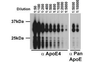 Western blot of ApoE4, mAb (4E4) . (APOE Antikörper  (Arg110))