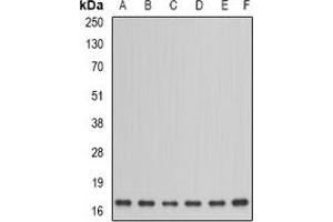 Western blot analysis of NDUFA12 expression in HepG2 (A), PC12 (B), mouse kidney (C), mouse testis (D), rat heart (E), rat brain (F) whole cell lysates. (NDUFA12 Antikörper)