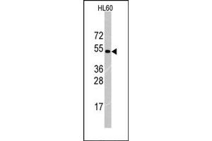 Image no. 1 for anti-Tripartite Motif Containing 69 (TRIM69) (Middle Region) antibody (ABIN357769) (TRIM69 Antikörper  (Middle Region))