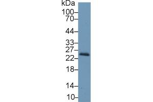 Western Blot; Sample: Mouse Kidney lysate; Primary Ab: 1µg/ml Rabbit Anti-Mouse RBP4 Antibody Second Ab: 0. (RBP4 Antikörper  (AA 63-245))