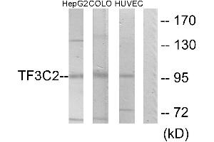 Western blot analysis of extracts from HepG2 cells, COLO205 cells and HUVEC cells, using TF3C2 antibody. (GTF3C2 Antikörper)