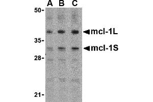 Western Blotting (WB) image for anti-Induced Myeloid Leukemia Cell Differentiation Protein Mcl-1 (MCL1) (Middle Region) antibody (ABIN1030997) (MCL-1 Antikörper  (Middle Region))