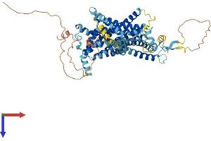 SLC34A3 Protein (AA 1-601) (His tag)