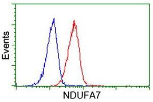 Image no. 2 for anti-NADH Dehydrogenase (Ubiquinone) 1 alpha Subcomplex, 7, 14.5kDa (NDUFA7) antibody (ABIN1499658) (NDUFA7 Antikörper)