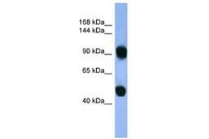 Image no. 1 for anti-Adaptor-Related Protein Complex 1, beta 1 Subunit (AP1B1) (AA 490-539) antibody (ABIN6746731) (AP1B1 Antikörper  (AA 490-539))