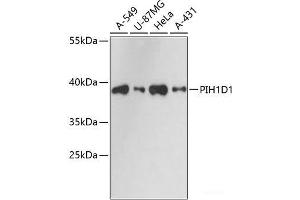 Western blot analysis of extracts of various cell lines using PIH1D1 Polyclonal Antibody at dilution of 1:3000. (PIH1D1 Antikörper)