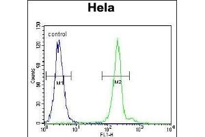 G7L Antibody 11191a flow cytometric analysis of Hela cells (right histogram) compared to a negative control cell (left histogram). (ATG7 Antikörper  (AA 540-569))