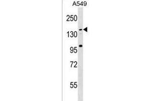 CCDC144C Antibody (C-term) (ABIN1536643 and ABIN2850209) western blot analysis in A549 cell line lysates (35 μg/lane). (CCDC144C Antikörper  (C-Term))