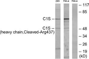 Western blot analysis of extracts from 293 cells treated with etoposide (25uM, 1hour) and HeLa cells treated with etoposide (25uM, 24hours), using C1S (heavy chain, Cleaved-Arg437) antibody. (C1S Antikörper  (Cleaved-Arg437))