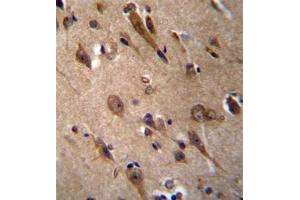 Formalin fixed, paraffin embedded human brain tissue stained with RIC3 Antibody (C-term) followed by peroxidase conjugation of the secondary antibody and DAB staining. (RIC3 Antikörper  (C-Term))