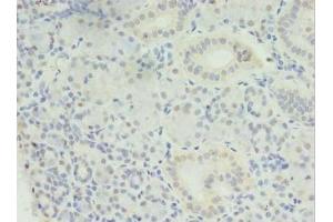 Immunohistochemistry of paraffin-embedded human pancreatic tissue using ABIN7159152 at dilution of 1:100 (MED27 Antikörper  (AA 67-165))