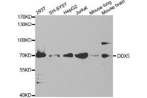 Western Blotting (WB) image for anti-DEAD (Asp-Glu-Ala-Asp) Box Polypeptide 5 (DDX5) antibody (ABIN1876484) (DDX5 Antikörper)