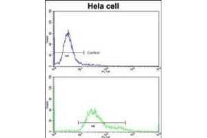 Flow cytometric analysis of hela cells using PDIA6 Antibody (Center )(bottom histogram) compared to a negative control cell (top histogram)FITC-conjugated goat-anti-rabbit secondary antibodies were used for the analysis. (PDIA6 Antikörper  (AA 236-264))