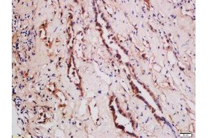 Immunohistochemistry (Paraffin-embedded Sections) (IHC (p)) image for anti-Tumor Necrosis Factor (Ligand) Superfamily, Member 15 (TNFSF15) (AA 161-251) antibody (ABIN709556)