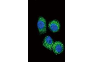 Immunofluorescence (IF) image for anti-Chemokine (C-C Motif) Ligand 2 (CCL2) antibody (ABIN3002757)