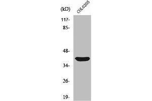 Western Blot analysis of COLO205 cells using Siah-2 Polyclonal Antibody (SIAH2 Antikörper  (C-Term))