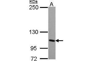 Image no. 1 for anti-Glutamate Receptor, Ionotropic, Kainate 4 (GRIK4) (AA 225-447) antibody (ABIN1498523) (GRIK4 Antikörper  (AA 225-447))