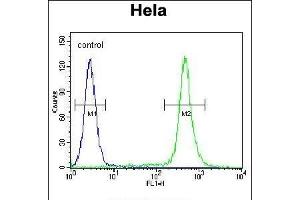 MIC1 Antibody (N-term) (ABIN655711 and ABIN2845162) flow cytometric analysis of Hela cells (right histogram) compared to a negative control cell (left histogram). (C18orf8 Antikörper  (N-Term))