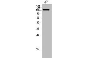 Western Blot analysis of 3T3 cells using GluR-δ2 Polyclonal Antibody (GRID2 Antikörper  (C-Term))