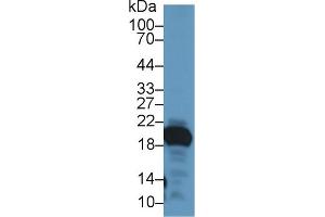Detection of GKN2 in Mouse Stomach lysate using Polyclonal Antibody to Gastrokine 2 (GKN2) (Gastrokine 2 Antikörper  (AA 21-184))