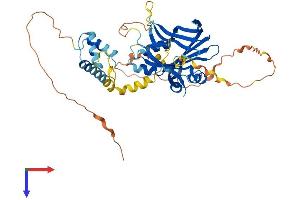 TEAD2 Protein (AA 1-447) (His tag)