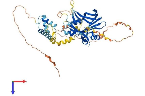 TEAD2 Protein (AA 1-447) (His tag)