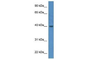 ELMOD3 antibody (70R-10070) used at 0. (ELMOD3 Antikörper  (C-Term))