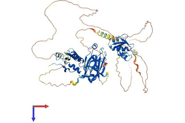 XRCC1 Protein (AA 1-633) (His tag)