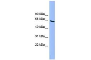 Image no. 1 for anti-Dual-Specificity tyrosine-(Y)-phosphorylation Regulated Kinase 3 (DYRK3) (AA 35-84) antibody (ABIN6744486) (DYRK3 Antikörper  (AA 35-84))