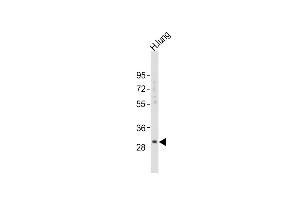 Anti-KLK6 Antibody (A13)at 1:2000 dilution + human lung lysates Lysates/proteins at 20 μg per lane. (Kallikrein 6 Antikörper  (N-Term))