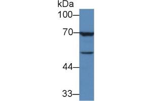 Detection of TGFb3 in Human MCF7 cell lysate using Monoclonal Antibody to Transforming Growth Factor Beta 3 (TGFb3) (TGFB3 Antikörper  (AA 24-300))