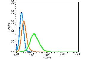 Hela cells probed with 	RhoA/CPolyclonal Antibody, Unconjugated  at 1:100 for 30 minutes followed by incubation with a conjugated secondary (PE Conjugated) (green) for 30 minutes compared to control cells (blue), secondary only (light blue) and isotype control (orange). (RhoA, C (AA 101-193) Antikörper)