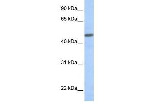 Western Blotting (WB) image for anti-Calcitonin Receptor-Like (CALCRL) antibody (ABIN2458637) (CALCRL Antikörper)