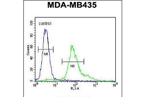 Flow cytometric analysis of MDA-MB435 cells (right histogram) compared to a negative control cell (left histogram). (ERO1LB Antikörper  (C-Term))