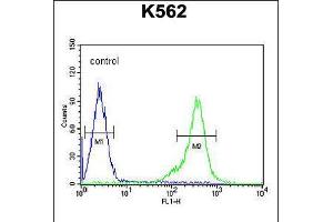 Flow cytometric analysis of K562 cells (right histogram) compared to a negative control cell (left histogram). (TEX13B Antikörper  (C-Term))