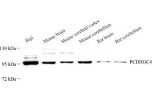 Western blot analysis of PCDHGC4 (ABIN7075310) at dilution of 1: 500 (PCDHGC4 Antikörper)