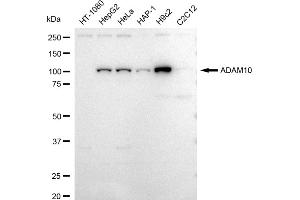 anti-ADAM Metallopeptidase Domain 10 (ADAM10) antibody