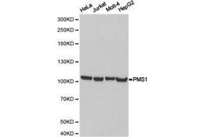 Western Blotting (WB) image for anti-PMS1 Postmeiotic Segregation Increased 1 (S. Cerevisiae) (PMS1) antibody (ABIN1874173) (PMS1 Antikörper)