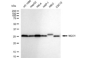 Western blotting analysis using NQO1 antibody (ABIN7800954). (Rekombinanter NADH Quinone Dehydrogenase 1 Antikörper)
