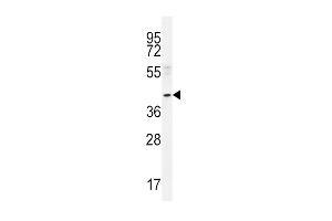 NEU2 Antibody (N-term) (ABIN656123 and ABIN2845462) western blot analysis in A549 cell line lysates (35 μg/lane). (NEU2 Antikörper  (N-Term))