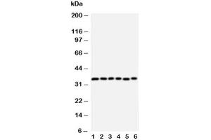 Western Blotting (WB) image for anti-Aquaporin 4 (AQP4) (AA 258-274) antibody (ABIN3030007)