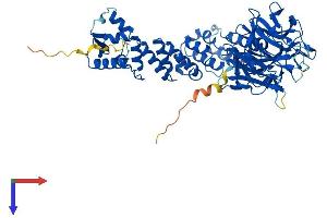 KLHL36 Protein (AA 1-616) (His tag)