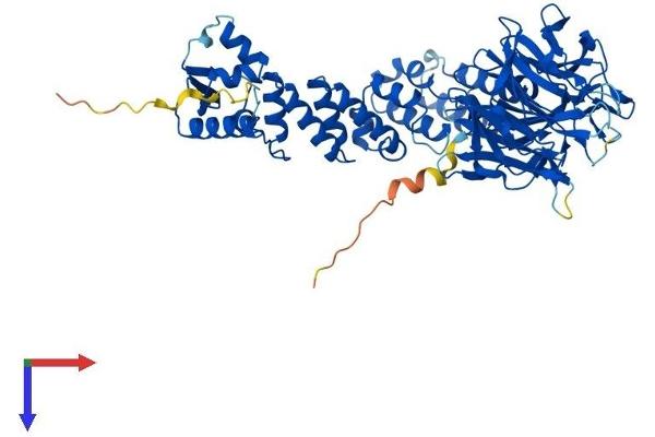 KLHL36 Protein (AA 1-616) (His tag)