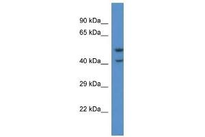 Western Blot showing QRFPR antibody used at a concentration of 1. (QRFPR Antikörper  (C-Term))
